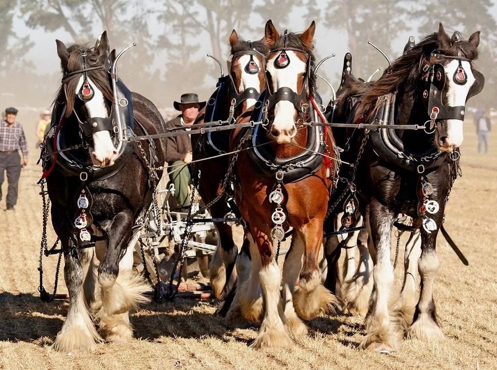 Prendre soin des articulations de son cheval